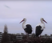 Stork Nest Webcam: Experience Spring LIVE!