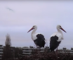 Stork Nest Webcam: Experience Spring LIVE! Stork Nest Webcam: Experience Spring LIVE!