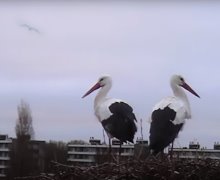 Stork Nest Webcam: Experience Spring LIVE! Stork Nest Webcam: Experience Spring LIVE!