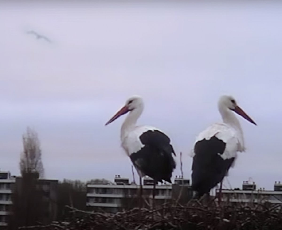 Stork Nest Webcam: Experience Spring LIVE! | News
